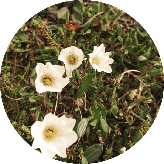 Flowers circle